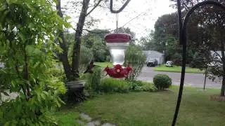 Hummingbird 2.7k @30 fps