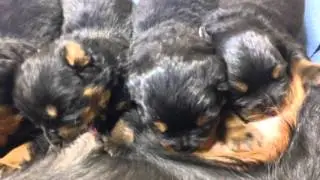 Debeau Rottweiler Puppies Feb 2016 - Una/Dia