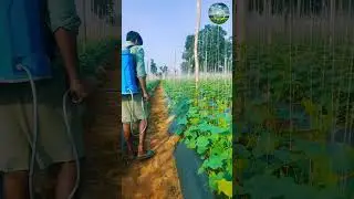 हरितकृषि kakheti time #farming #cucumberplant #localfarming #desifarming #agriculture @haritkrishi