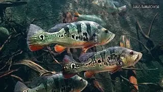 Peacock Bass / Amazon biotope tank - Animalia Kingdom Show