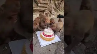 Monkeys Eating Birthday Cake | #shorts #monkey