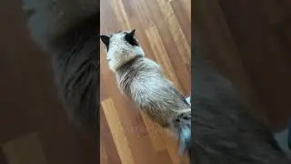 Why cats roll over when they see you? 😻