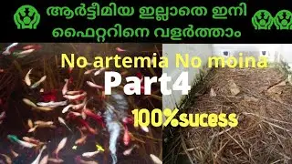 Fighter breeding without artemia part 4