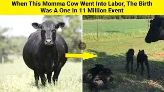 When This Momma Cow Went Into Labor, The Birth Was A One In 11 Million Event
