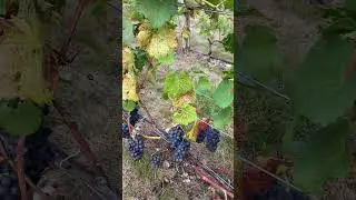 English Pinot Noir Grapes Ripening at Danbury Ridge in Essex #wineofessex #englishwine #danburyridge