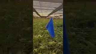 The Reliable Workhorse in Commercial Cannabis Cultivation | Flexstar PRO Series LED Grow Light