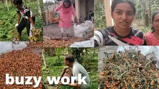 ಎರಡನೇ ಅಡಿಕೆ ಕೊಯ್ಲು||ಬೇಗನೆ ಹೆಕ್ಕಿ ಆಗಬೇಕು ಎಂದು ನಾವು ಮೂವರು ಸೇರಿ...#vitha family 