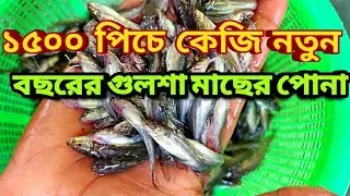 ১৫০০ পিচে কেজি নতুন বছরের গুলশা মাছের পোনা | মোবাইল-01713529879 | Local gulsha fish seeds for sale