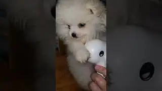 👉 My Pet's Reaction to the Furgo Steam Brush | Real-World Test!