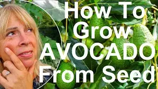Tropical Garden UK: How To Grow An Avocado Tree From Seed?