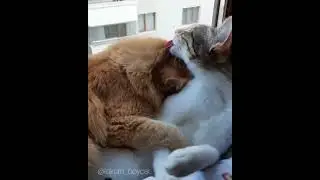 Funny shorts | Laff Tv