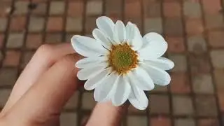 Sad Aesthetic Videos (1.05k Special)