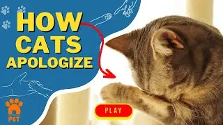 How Do Cats Apologize to Their Humans?