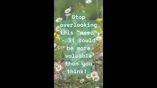 Meet Fleabane&mdash;the tiny wildflower with BIG medicinal benefits! #herbalism