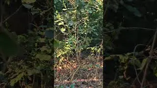 Tiger Into the Jungle Again #tiger #shorts #ytshorts #shortsfeed #art #love #nature #jimcorbett