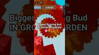 World Record Burning Bud in Grow a Garden!!