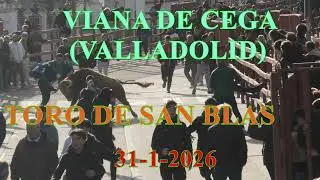 VIANA DE CEGA VALLADOLID  SUELTA DE VACAS Y  TORO DE SAN BLAS  31- 1- 2026