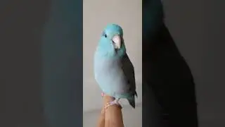 Parrotlet Chirping #parrotlet #forpus