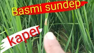 Cara basmi kaper#algoritma#jangkauanluas#monetisasi #fyp#herbisida#tikussawah#viral#videos#publik#