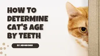 Unveiling the Secret to Determining a Cat's Age!