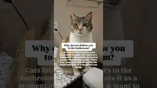 Does your kitty follow you to the bathroom? #catfact #calicocat #cateducation