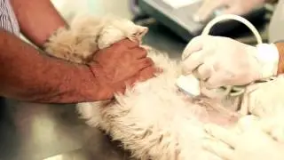 Video Institucional Clinica Veterin&aacute;ria Linameg 2017 FullDH