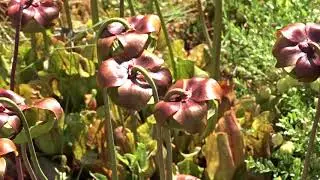 Sarracenia purpurea subsp. purpurea (&scaron;pirlice nachov&aacute;)