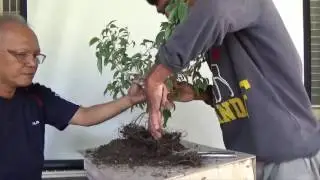 Bonsai Tutorials for Beginners: Simple Ficus Material