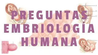 🧬 Preguntas de Embriología Humana – Preu USFX 📝 | Rocha Emerson | ZRX