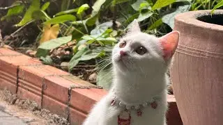 Cats day with the sound of birds enjoying and peaceful moments 