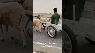 #animais,# carro&ccedil;a,# carneiros,# shorts.