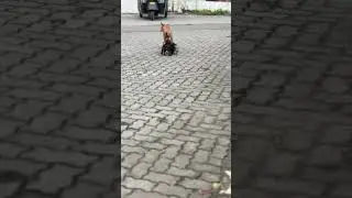 #kerala #dogs #mother #viral #reels #trending #animals #love