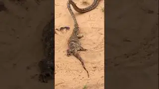 Snake vs crocodile | snake video #animals