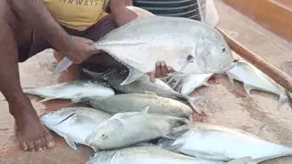 13 பாறை மீன்💥💯🐟#fishing #boat #usalife #seafood  #automobile #tamil #kalvakuntlatarakaramarao 💥💯🐟