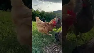 Volume up to hear some happy chicken sounds. ☺️🐓 #chickens #homestead #freerangechickens #shorts