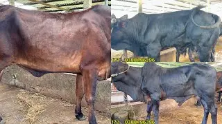 Bò Vỗ Béo Khung Lớn Lại Về Cùng Nhiều Lựa Chọn Tại Trại 