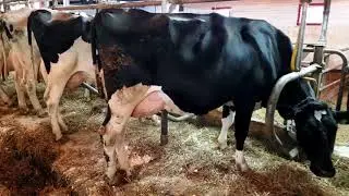 Visite d'un élevage laitier au Québec