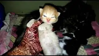 pregnant female and kittens available for booking | Charlies Pets | whatsApp 7756079115