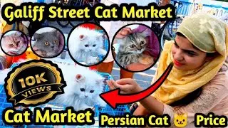 Galiff street pet market Kolkata!! Recent Persian cat  🐱🐱 Price update!! Persian Cat !!Galiff Street