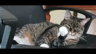 MY 13 YEAR OLD INDOOR CAT GLORIA