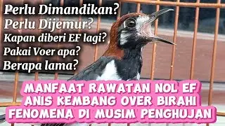 Rawatan Nol EF Untuk Anis Kembang Kelebihan Protein ( Over Birahi). Fenomena di Musim Penghujan