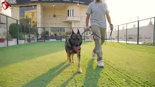 Dragon Animal Care Center: Premium Pet Boarding in Qatar