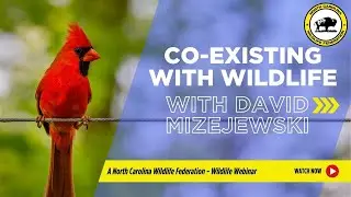 Co-Existing with Wildlife with David Mizejewski - North Carolina Wildlife Federation