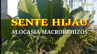 Indahnya Sente Hijau | ALOCASIA MACRORRHIZOS Di Tengah Pemukiman Warga