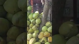 #nariyalpani #naturaldrink #morninghabits #coconut #nature #southindia #tamilnadu