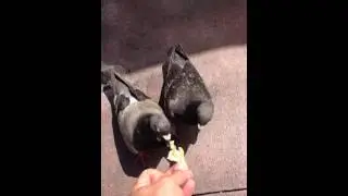 Feeding the pigeons at Costco #shorts
