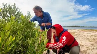 Protecting Cedar Key Wetlands | Florida Gulf Coast Mitigation Bank