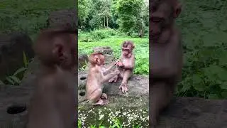 Baby zuri and monkey kenzo #lovermonkeyhome #babylovermonkey #monkeychannel #monkeyhouse #babyanimal