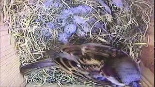 House Sparrow Egg Laying Stage [15th April 2019]