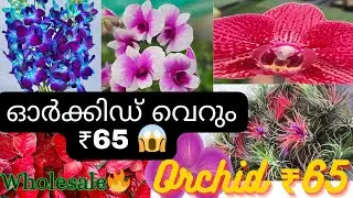 🔥₹65 Orchid for sale😱💥ഓർക്കിഡ് വെറും ₹65😱🔥#gardening #malayalam #offer #wholesale #orchids #love 